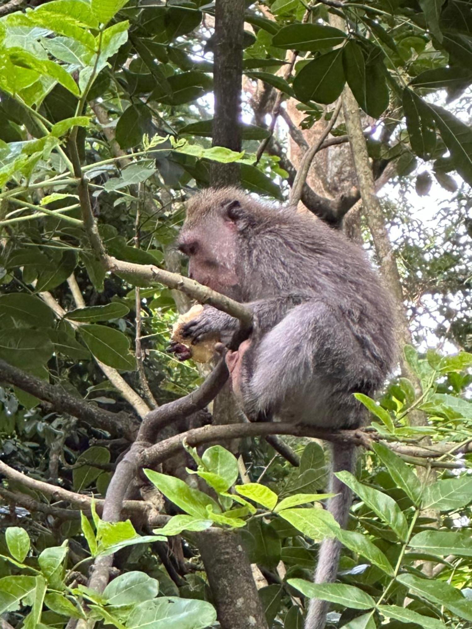 Brata Inn Ubud Buitenkant foto